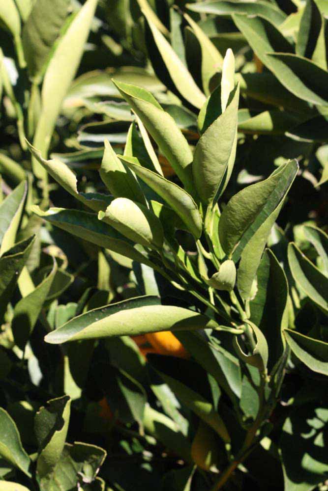              Sun leaves (Riverside, CA)       